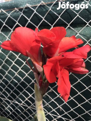 Cannavirág gumó eladó (5 db)