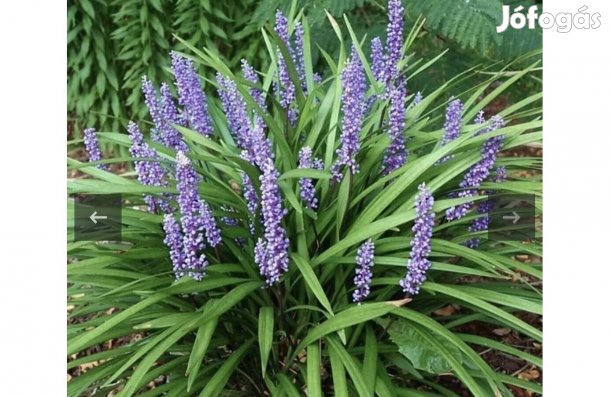 Carex morowii, Irish green, Gyöngyikés Gyepliliom