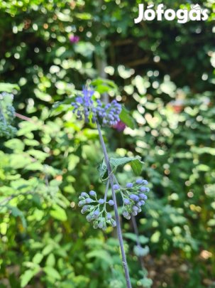 Caryopteris incana, kínai kékszakáll konténeres növények