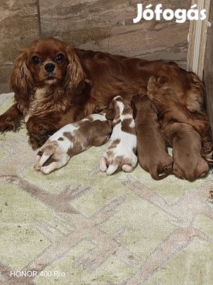 Cavalier king charles spániel törzskönyvezett kiskutyák