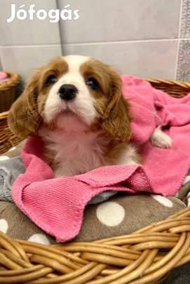 Cavalier kiskutyák FCI