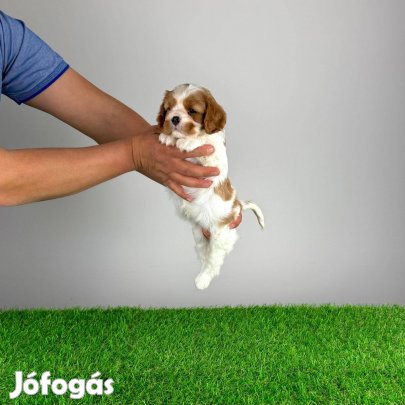 Cavalier kutyus törzskönyvvel, szerződéssel