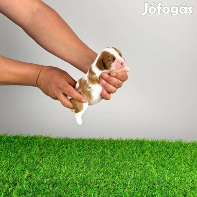 Cavalier kutyus törzskönyvvel, szerződéssel