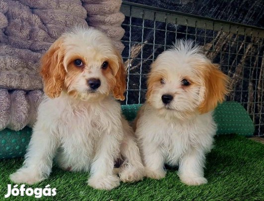 Cavapoo, uszkár jellegű kiskutyák eladók