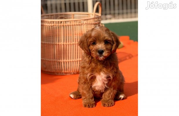 Cavapoo kutyus eladó!