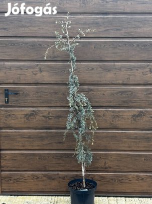 Cédrus deodara 'feelin blue'