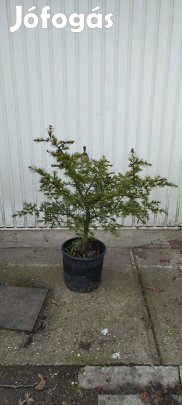 Cedrus libani var. stenocoma fenyő örökzöld