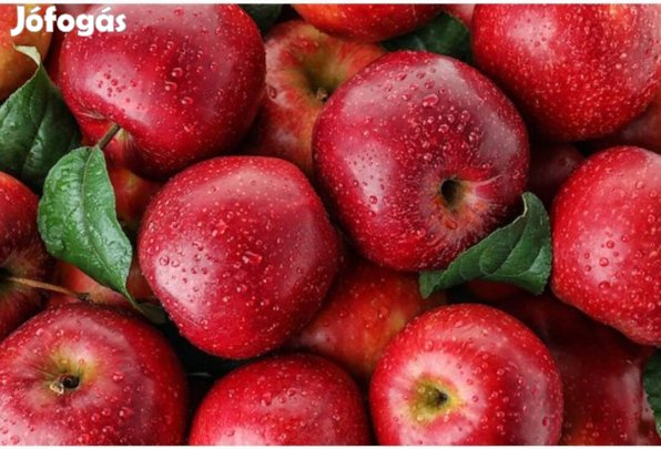 Cefrének, pálinkának, gyümölcslének való alma eladó termelőtől