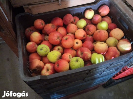 Cefrének való alma