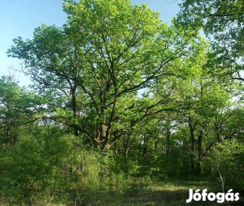 Cegléden a Külső-Budai út közelében erdő eladó