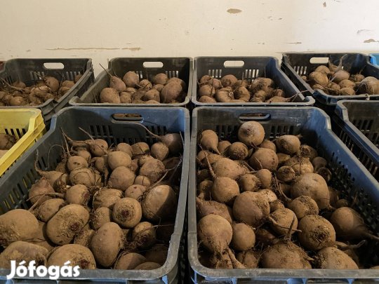 Cékla (Monty fajta) eladó