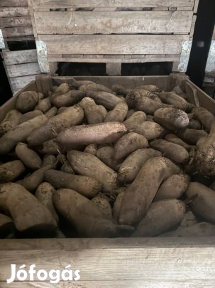 Cékla eladó. Alto típusú