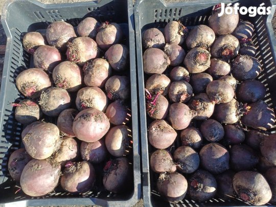 Cékla termelőtől eladó!