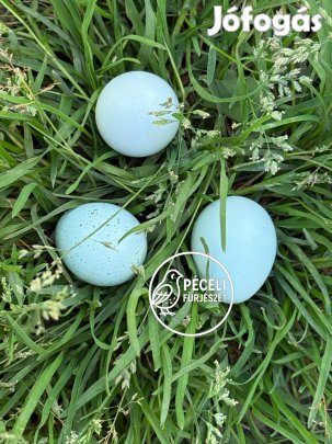 Celadon kék fürjtojás keltetésre német-angol-román vérvonal