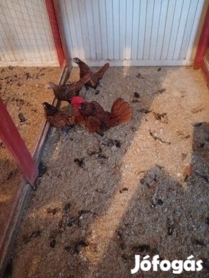 Chabo, Sebright, Pavlovszki, Dzsinka