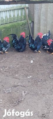 Chabo kakasok eladók. 