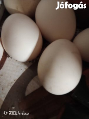 Chabo keltetni való tojások