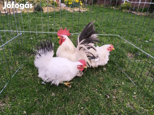 Chabo törpe díszbaromfi eladó 