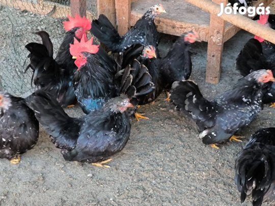 Chabók eladók Békéscsabán