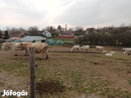 Charolais állomány 