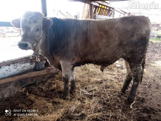 Charolais keresztezett bika 400 kg