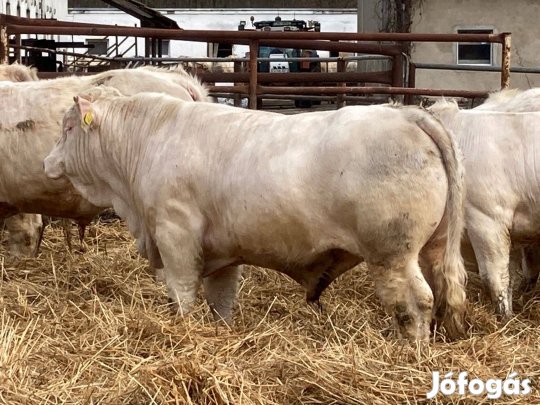 Charolais tenyészbikák eladók
