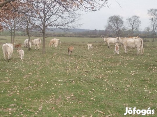 Charolais x szürke Borjak