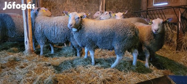 Charollais éves törzskönyves kosok.