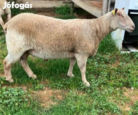 Charollais kos eladó