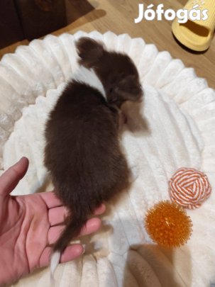 Chihuahua kicsike termetű Csivava Törzskönyvezett