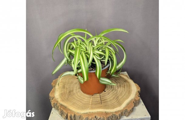 Chlorophytum Bonnie Csavartlevelű csokrosinda