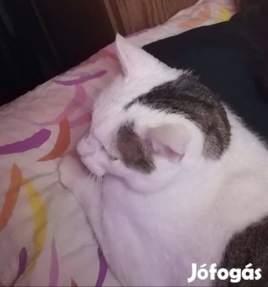 Cica ajándékba ingyen elvihető