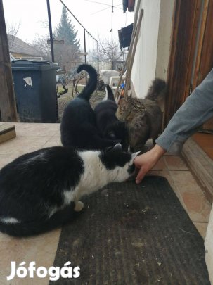 Cicák Gazdit keresnek