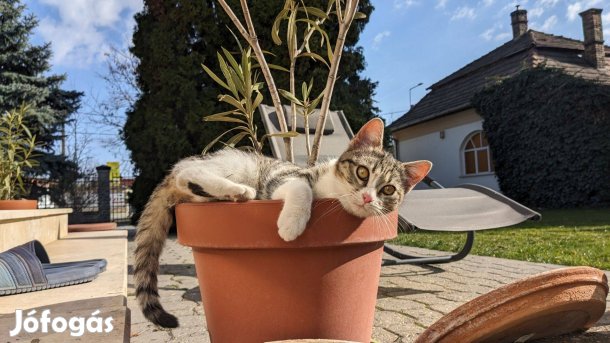 Cicák ingyen örökbefogadhatók