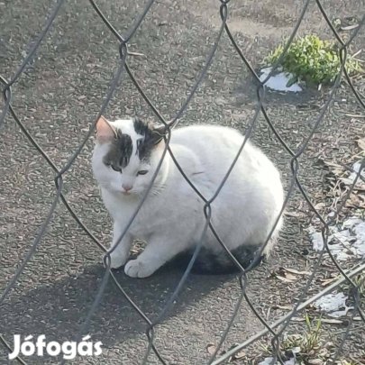 Cicák örökbefogadó gazdit keresnek ingyenesen