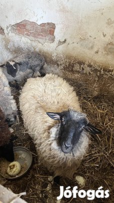 Cigája kos bárányok