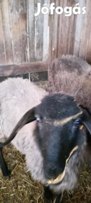 Cigája kos bárányok