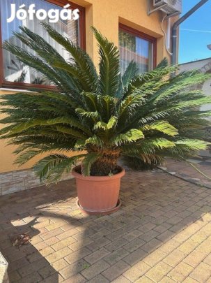 Cikász Eladó Szegeden