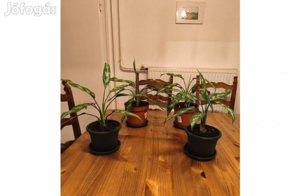 Cirmos rákvirág - 4 példány készleten