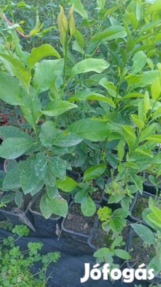 Citrom termő eladó