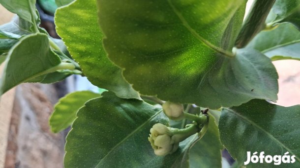 Citroma 4 db virágzó termő