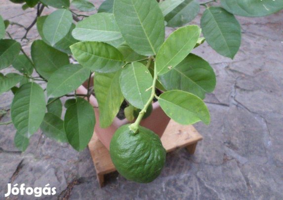 Citromfa termő citrom fa