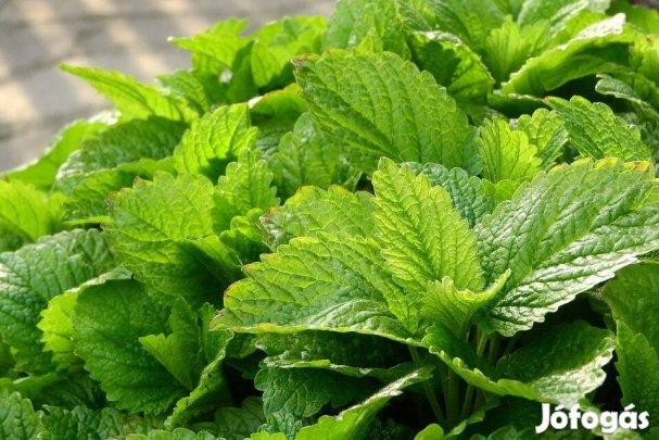 Citromfű Melissa officinalis gyógynövény