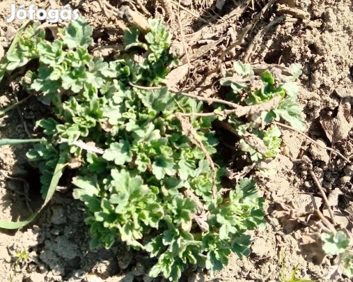 Citromsárga krizantém virág palánta