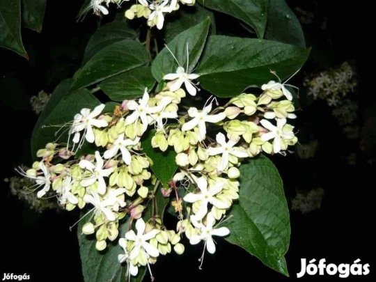 Clerodendron trichotomum díszfa eladó