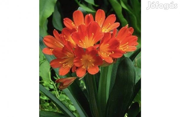Clivia miniata, Klívia, Szobaliliom, vagy Kafferliliom