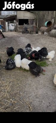 Cochin tojás és kakasok!