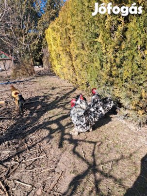 Cocin kakasok eladók 3000Ft/db Csongrád megye