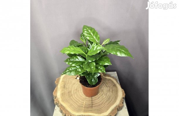 Coffea arabica Kávécserje