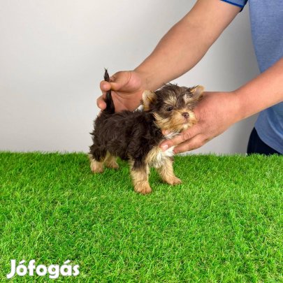 Colorful terrier csoki Yorkshire terrier Yorki kutyus